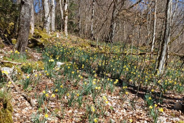 Frühlingszauber bei Les Prés-d'Orvin