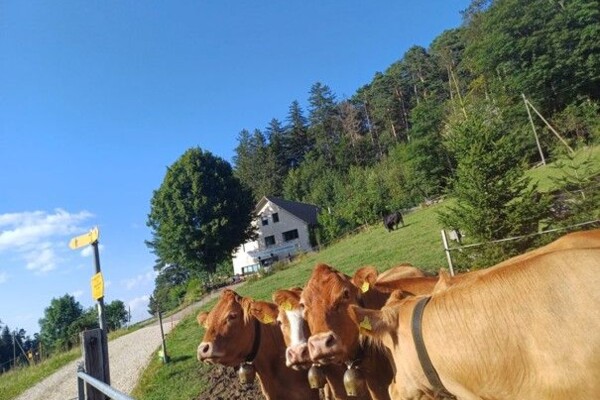 Von Beinwil über den Stierenberg nach Zullwil