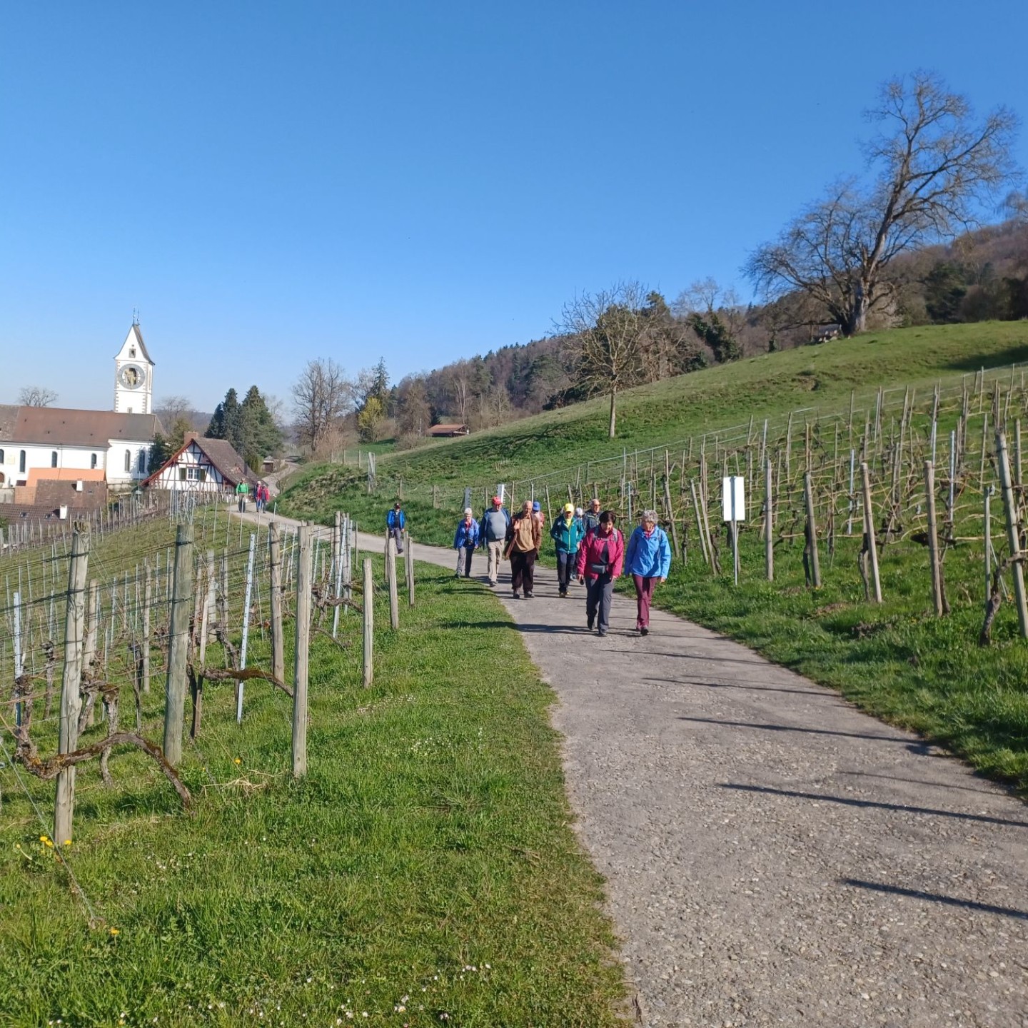 3 Etappe durch die  Stammheimer Rebberge
