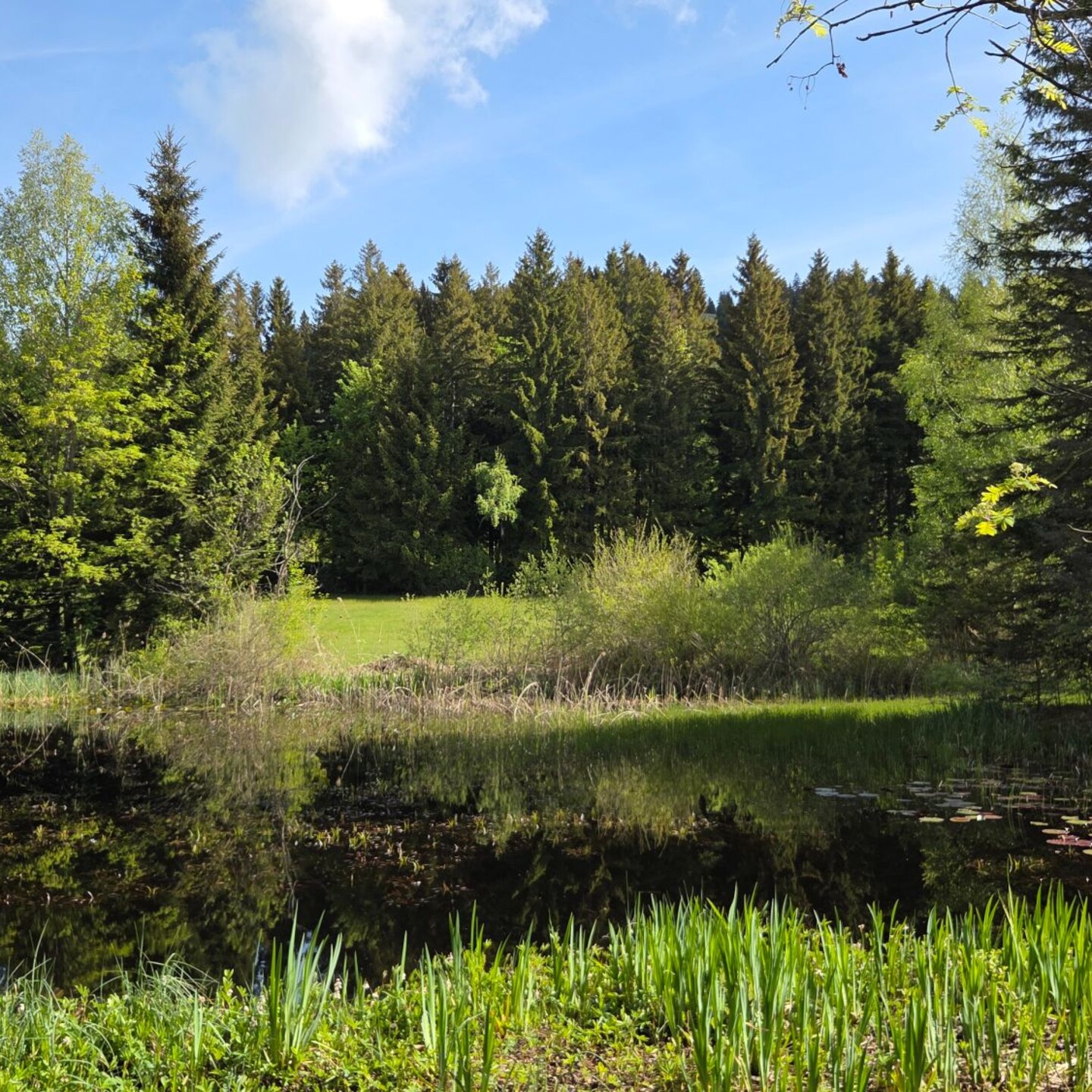 02_Idyllisches Fuchseremoos