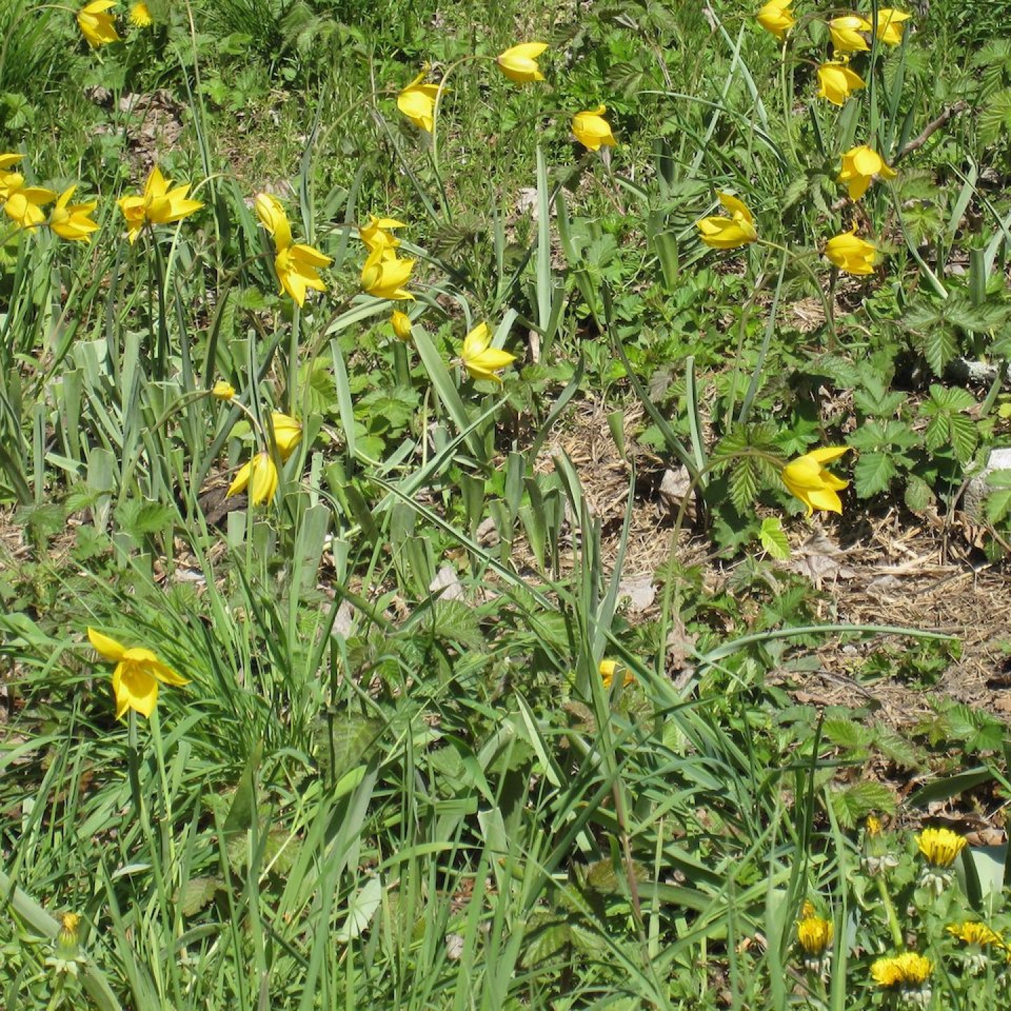 DeVries06Tulpen