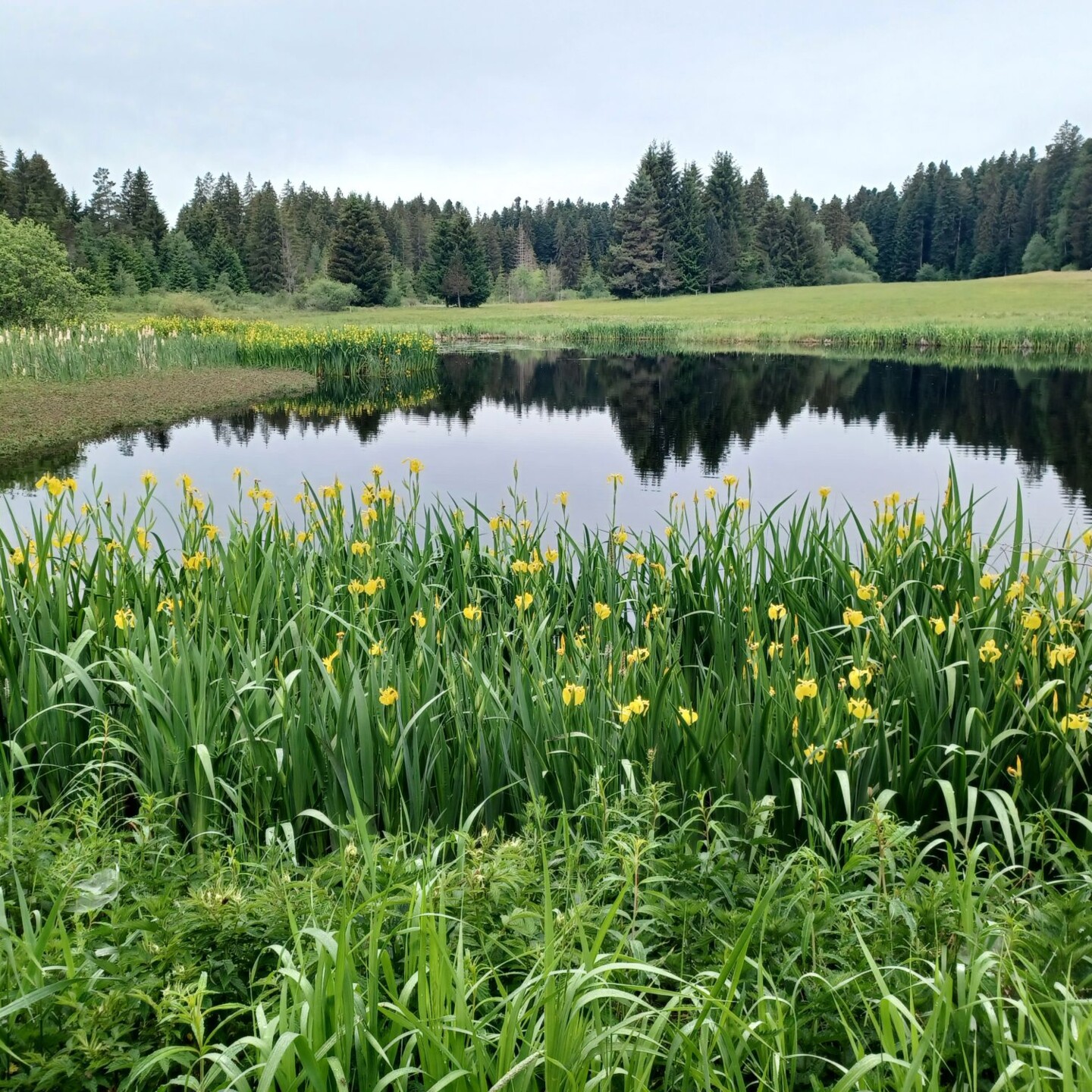 Wachseldornmoosweiher