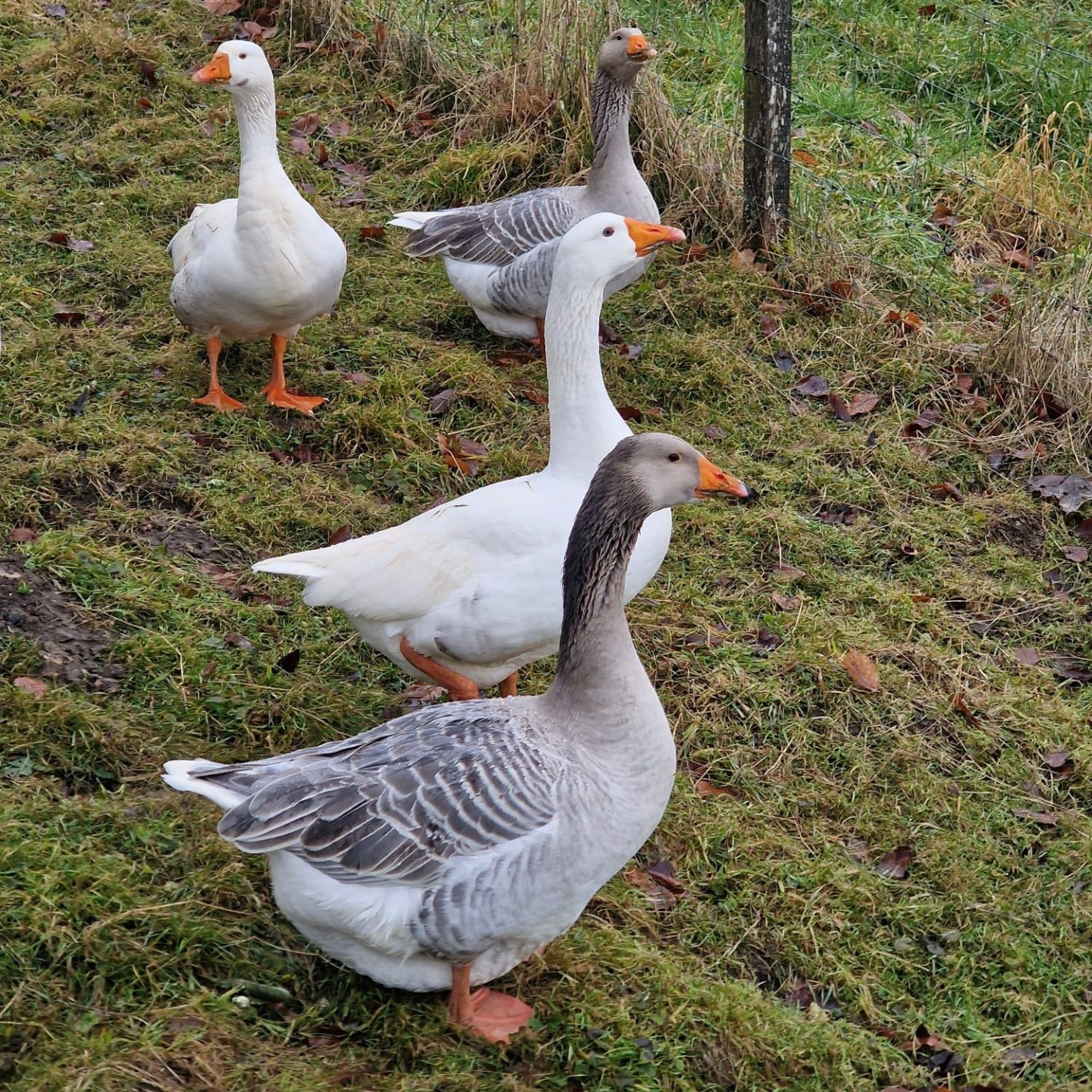 IMG-20260128-WA0005