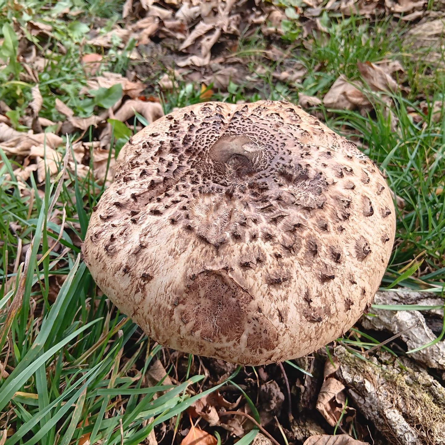 5 Pilz am Weg