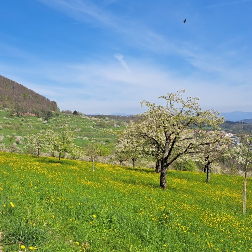 Blueschtwanderung Liestal - Arlesheim