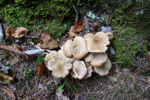 Geschichtsträchtiges und ein markanter Fluhweg