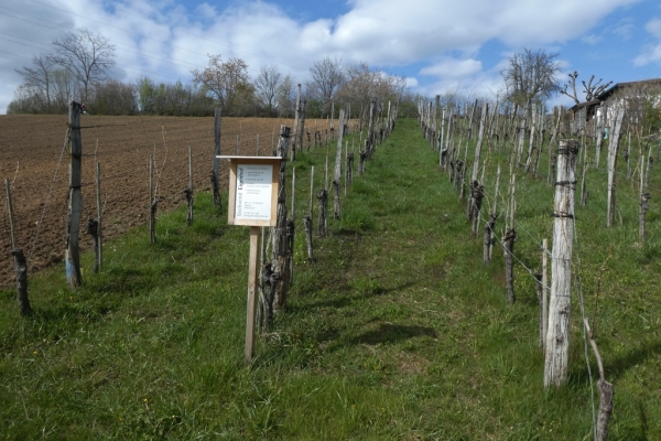 Rebenweg Aesch - Ettingen - Therwil