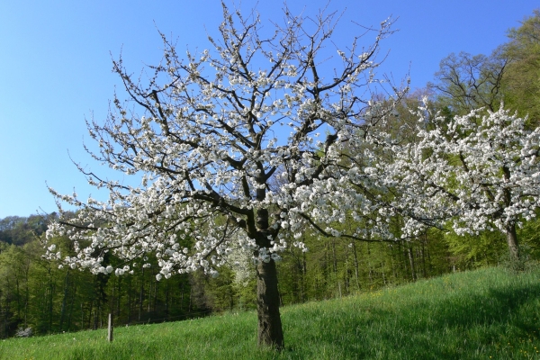 Blueschtwanderung Anwil - Bad Ramsach