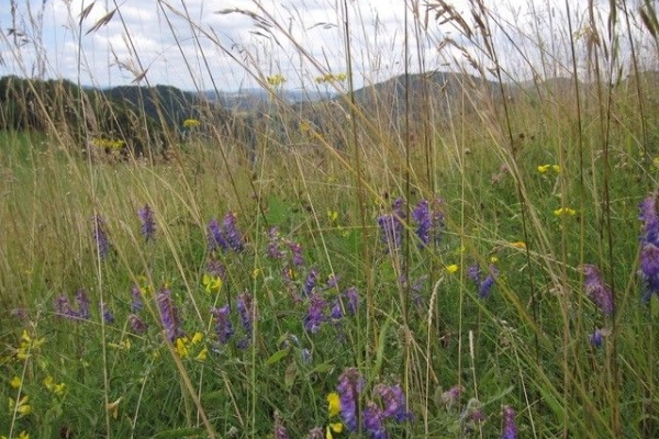 Durchs Oberbaselbiet nach Waldenburg