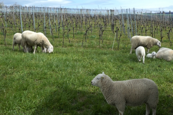 Rebenweg Aesch - Ettingen - Therwil