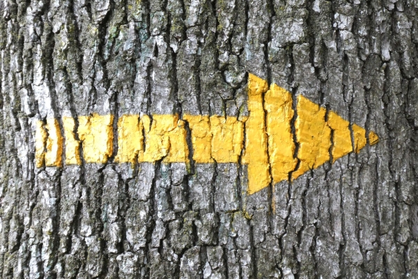 Auswahl Foto-Hintergrund - 57776