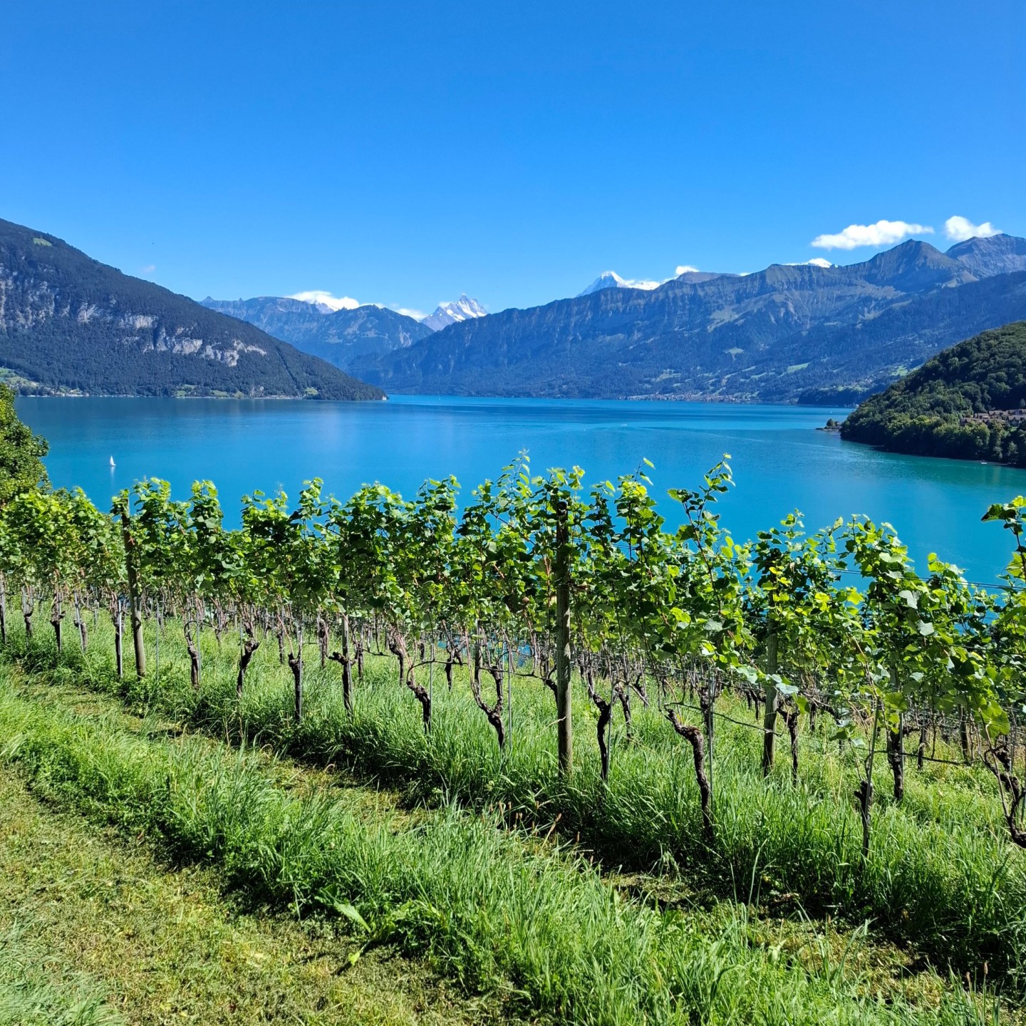 Uferwanderung Thunersee7