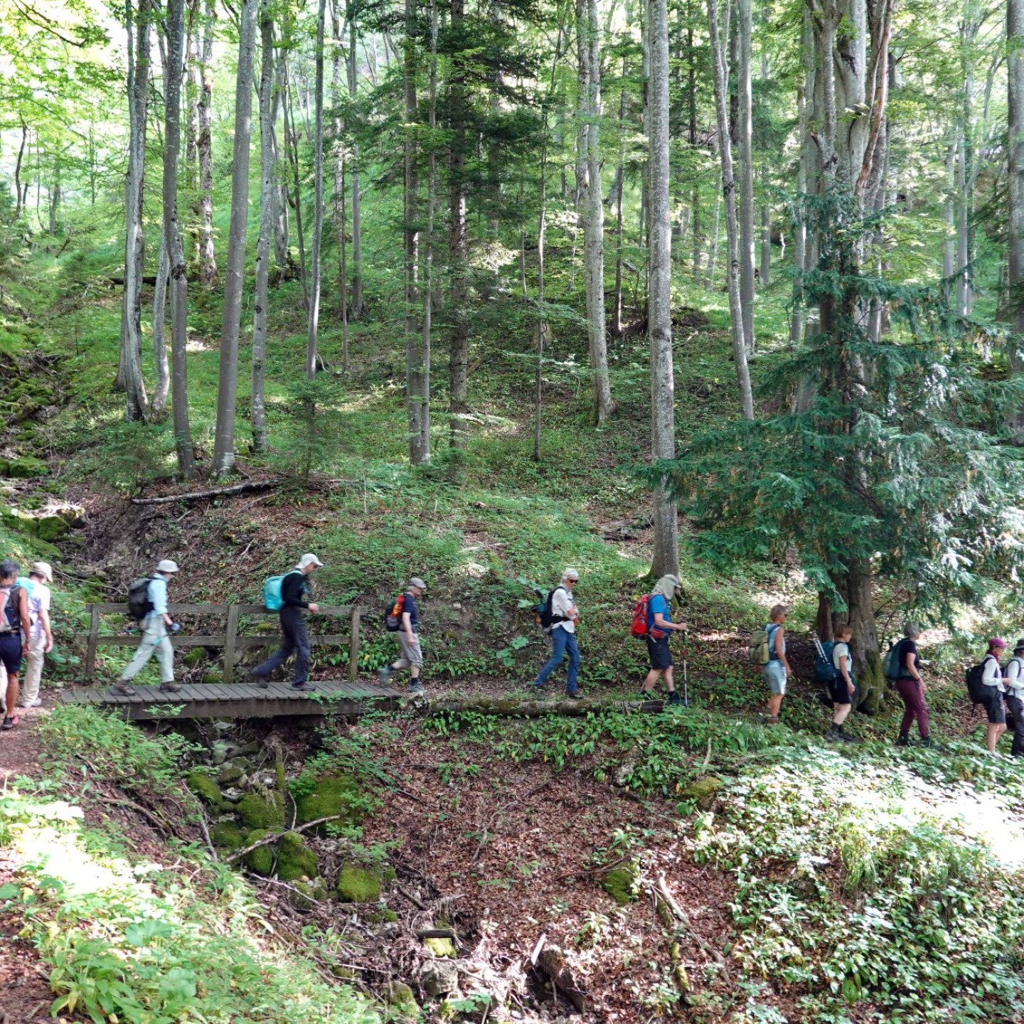 03_ Genussvoller Waldweg Richtung Hinteres Hofbergli