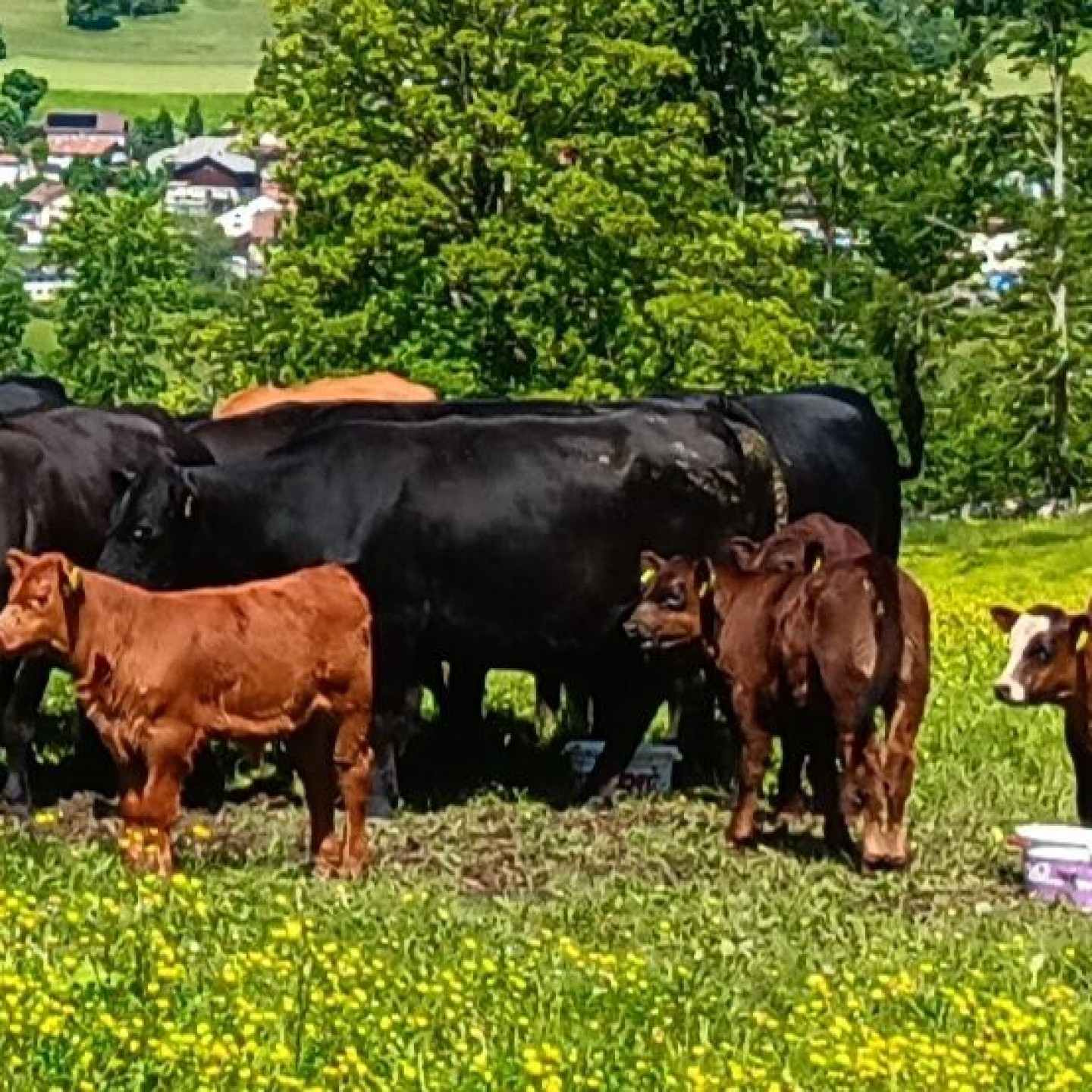 2026-Bözingerberg-07