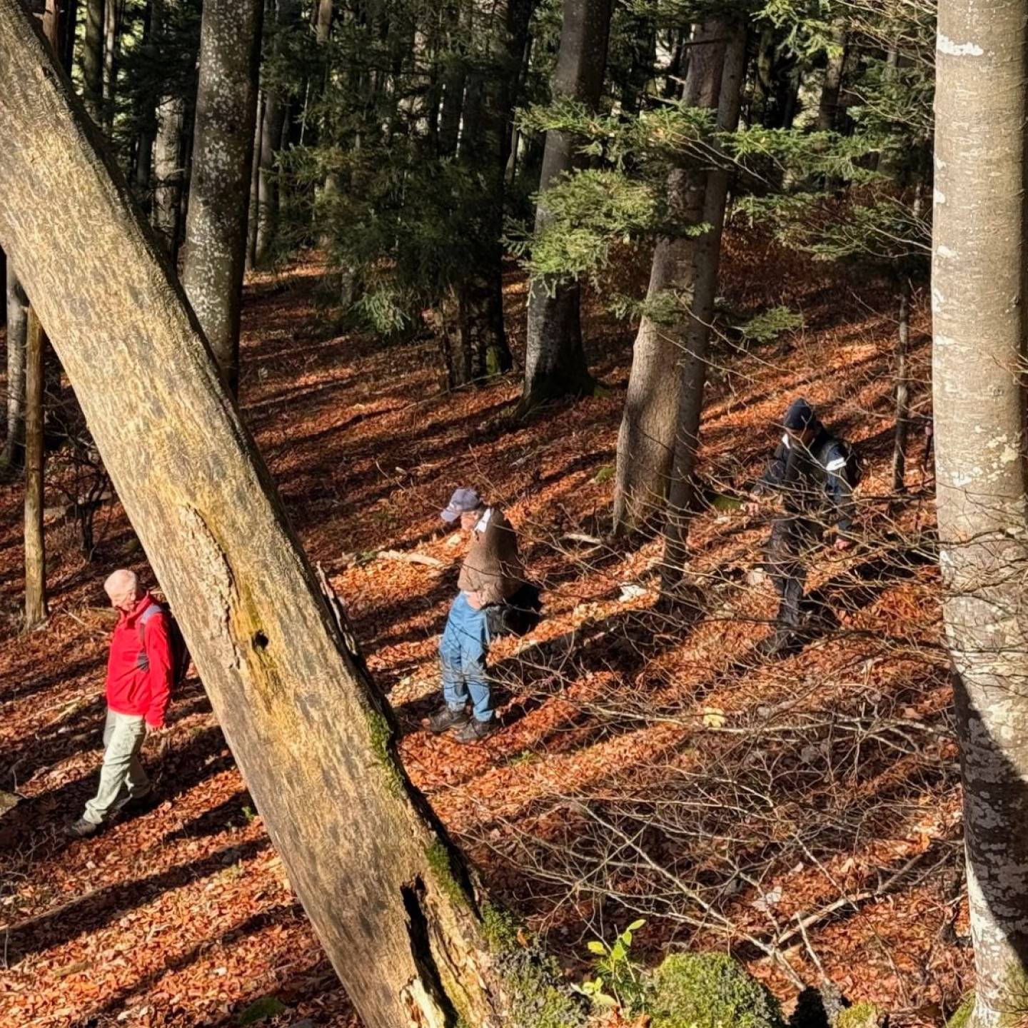 4,2 durch den Herbstwald