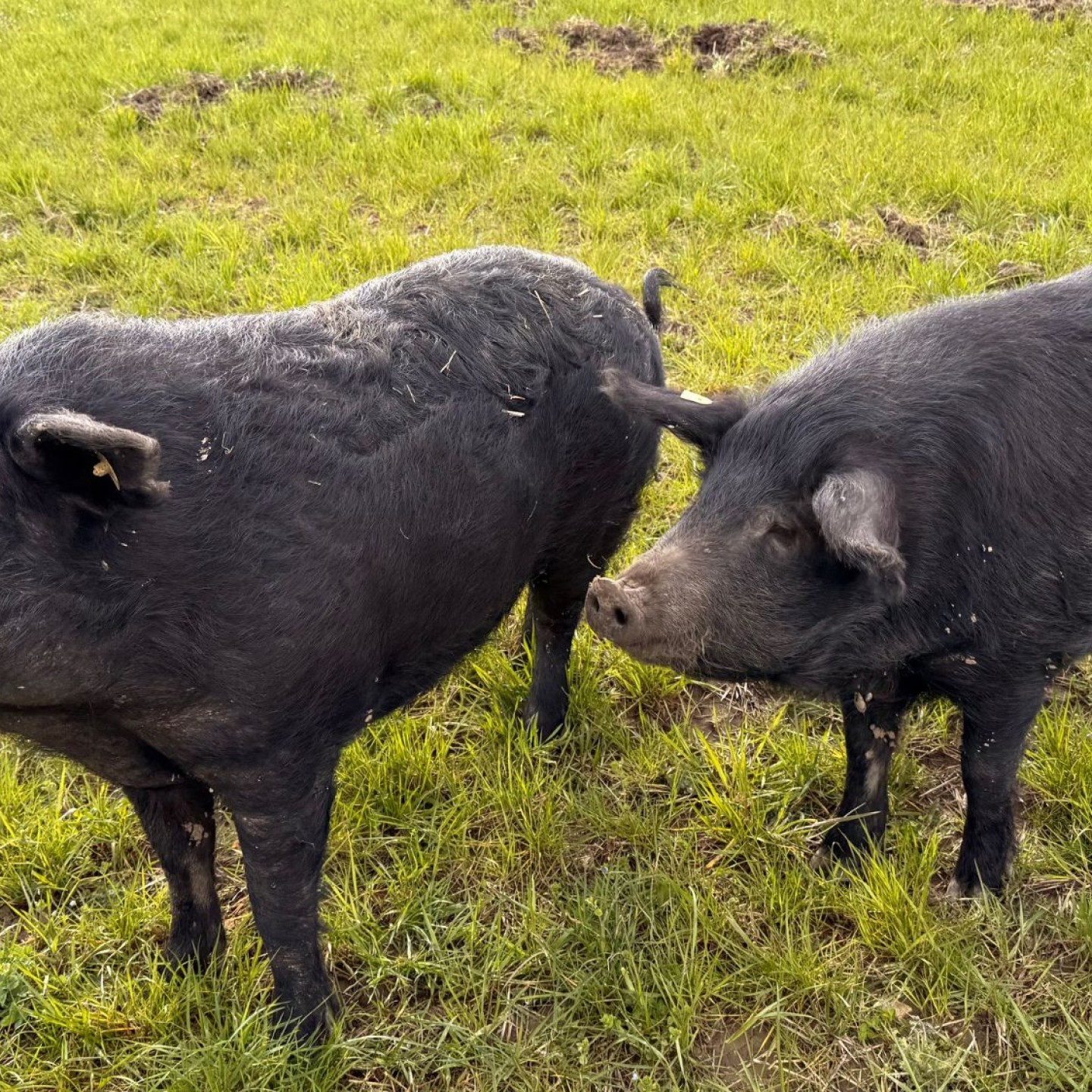 8_Neugierige Wegelagerer im Abstieg nach Wil AG